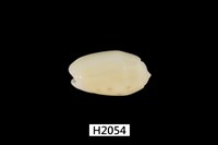 藏品(棋盤榧螺)的圖片